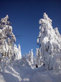 Ural's taiga in winter