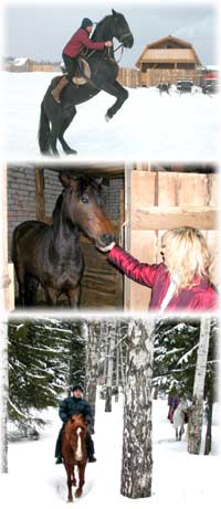 Op het paard genieten van de schoonheid van het woud in de winter.