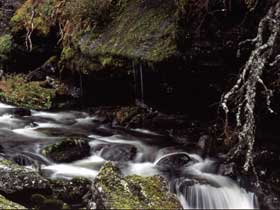 Forest reserve, Ural